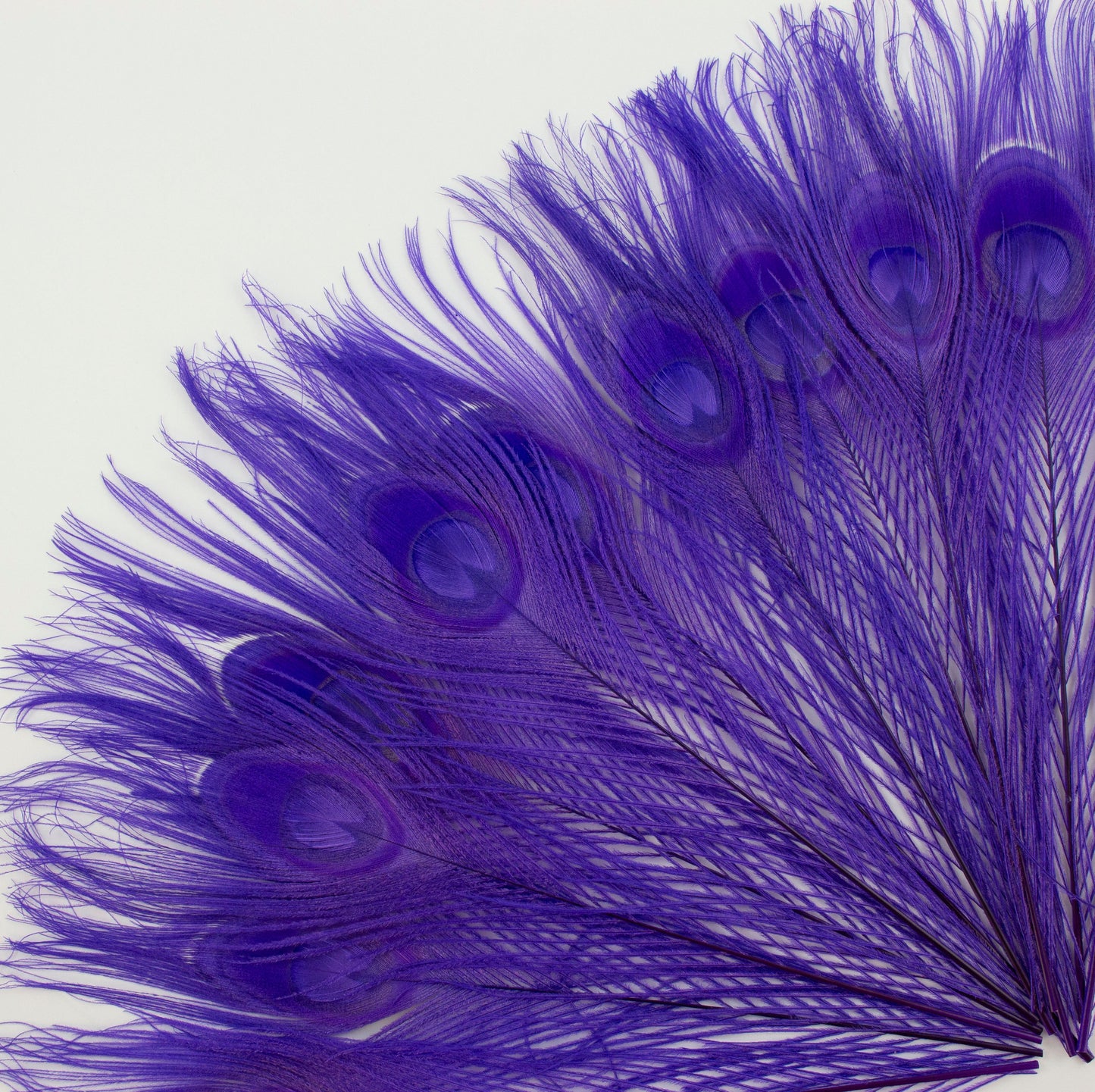 Peacock Feathers | 8-15’’ Tail Eyes | Fluorescent Lilac | 25pc - Peacock Feathers