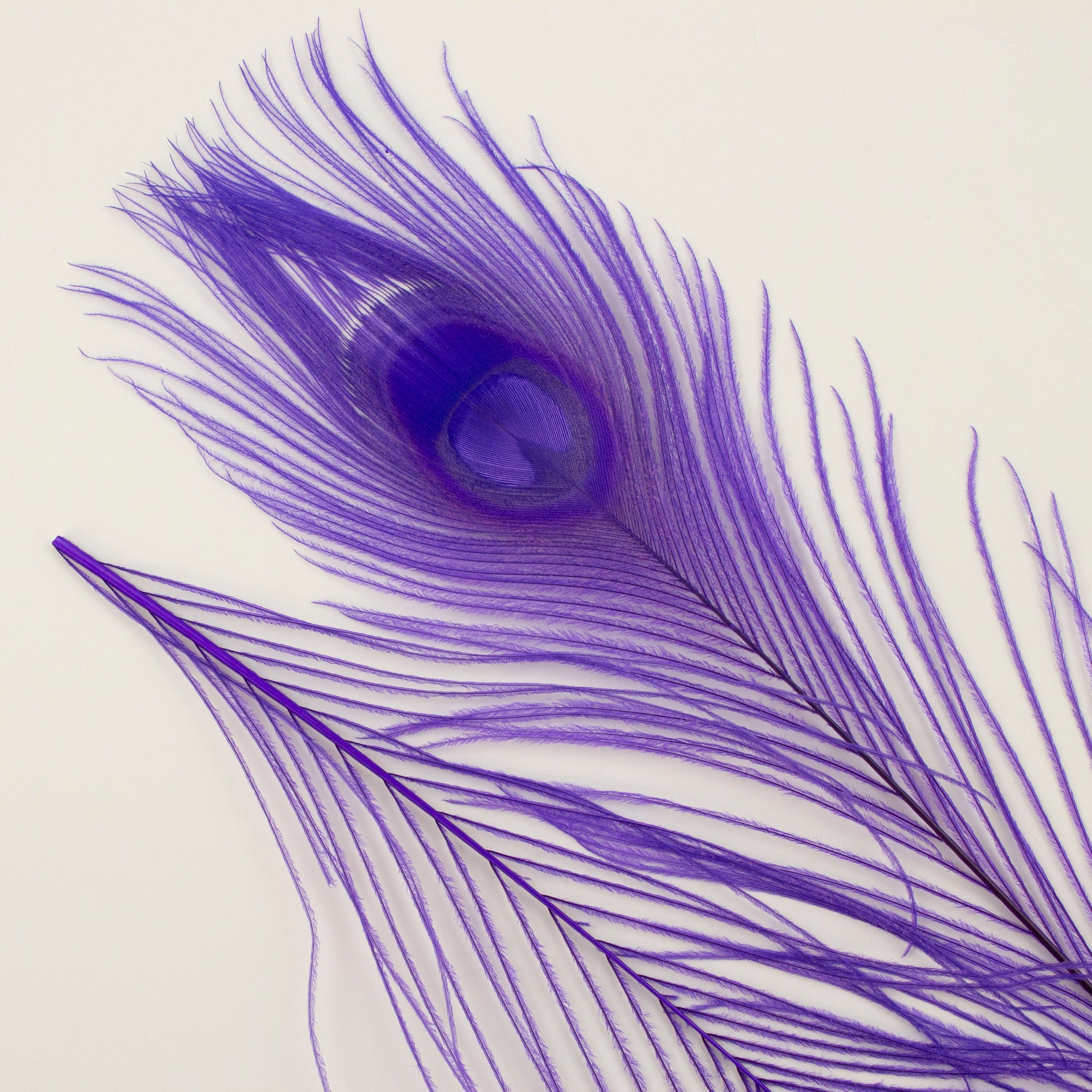 Peacock Feathers | 8-15’’ Tail Eyes | Fluorescent Lilac | 25pc - Peacock Feathers