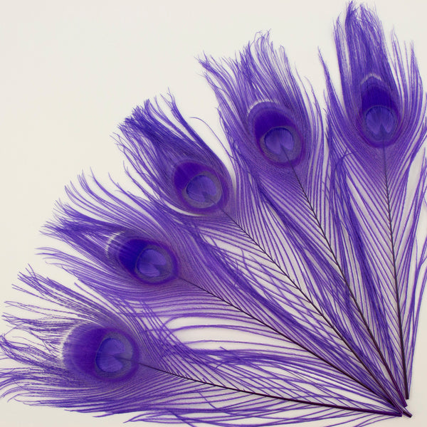 Purple Peacock Feathers | 8-15