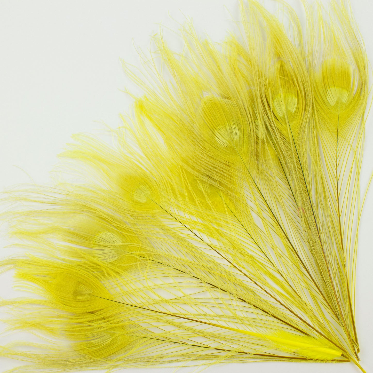 Peacock Feathers | 8-15’’ Tail Eyes | Fluorescent Yellow | 25pc - Peacock Feathers