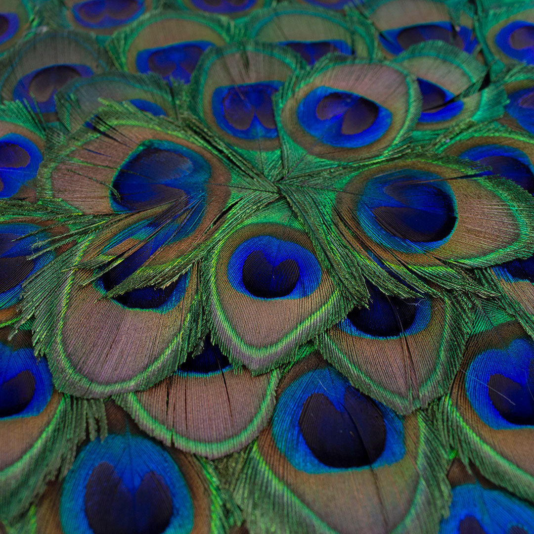 Peacock Feather Rectangular Placemat