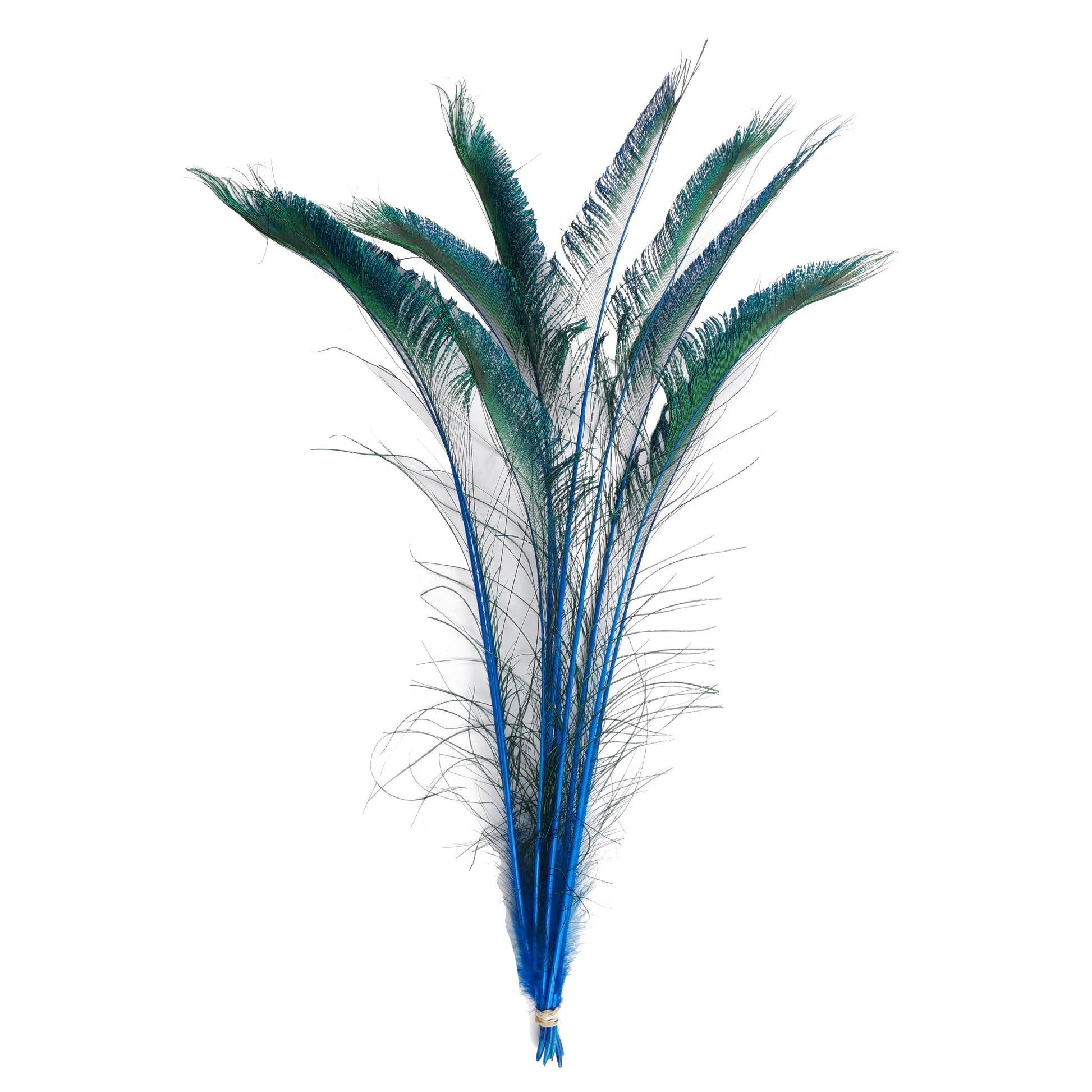 Peacock Sword 15-25’’ Stem Dyed 10 pc/pkg - Dark Turquoise - Feathers