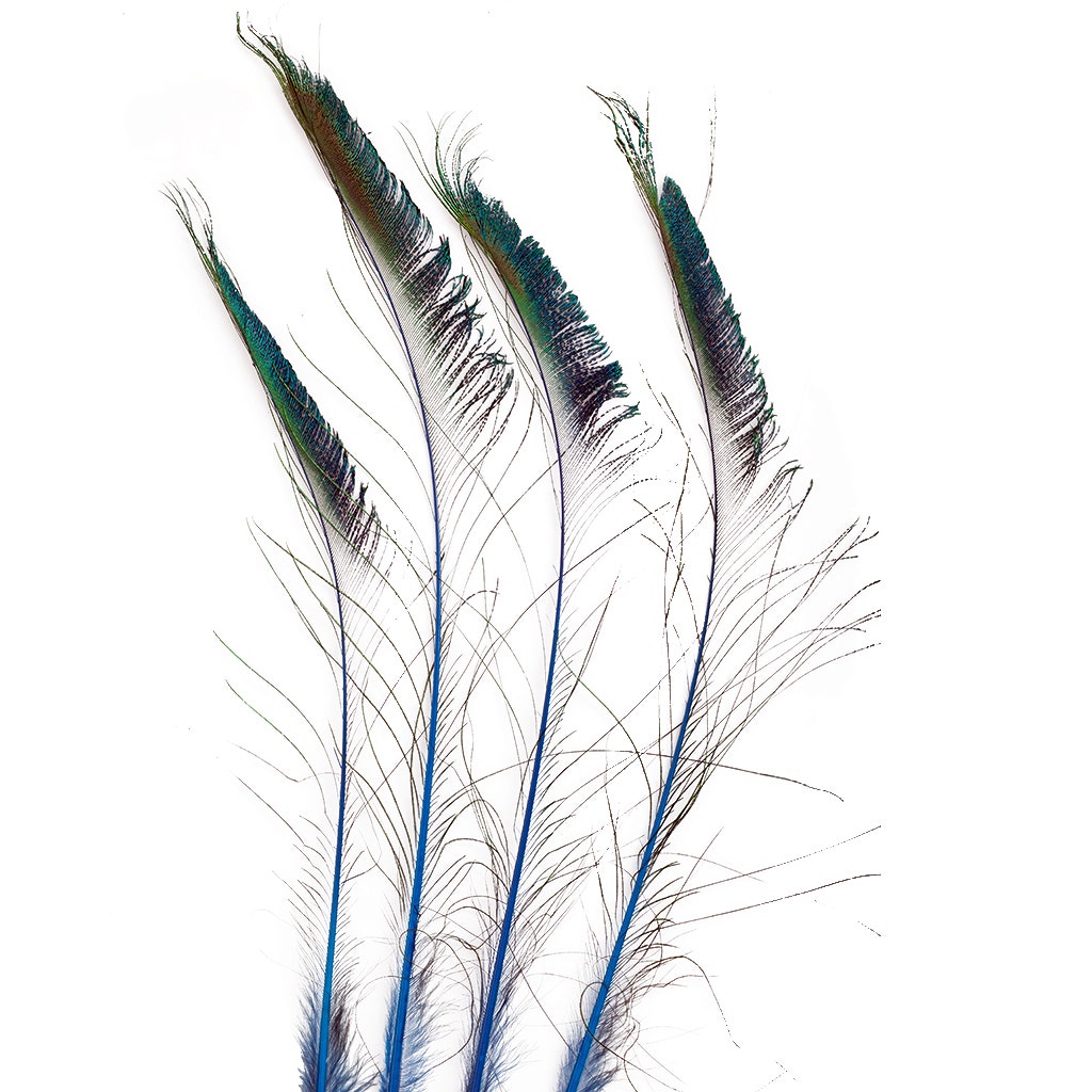 Peacock Sword 15-25’’ Stem Dyed 10 pc/pkg - Dark Turquoise - Feathers