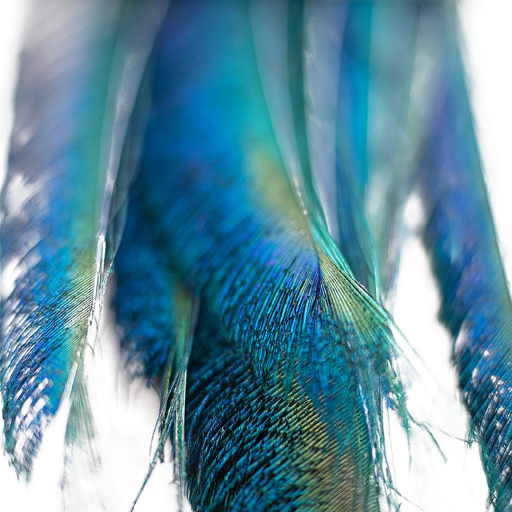 Peacock Sword 15-25’’ Stem Dyed 10 pc/pkg - Dark Turquoise - Feathers