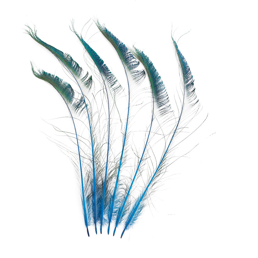 Peacock Sword 15-25’’ Stem Dyed 10 pc/pkg - Dark Turquoise - Feathers