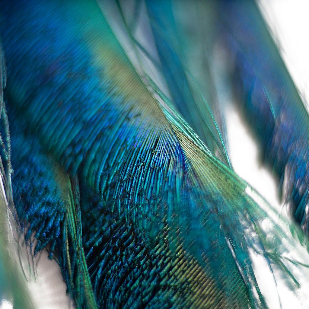 Peacock Sword 15-25’’ Stem Dyed 10 pc/pkg - Dark Turquoise - Feathers