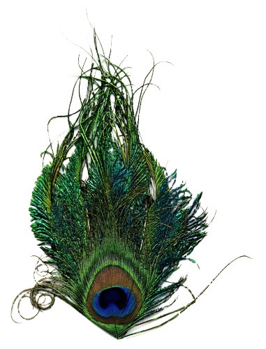 Peacock Sword-Eye Feather Pad - Natural - Feathers