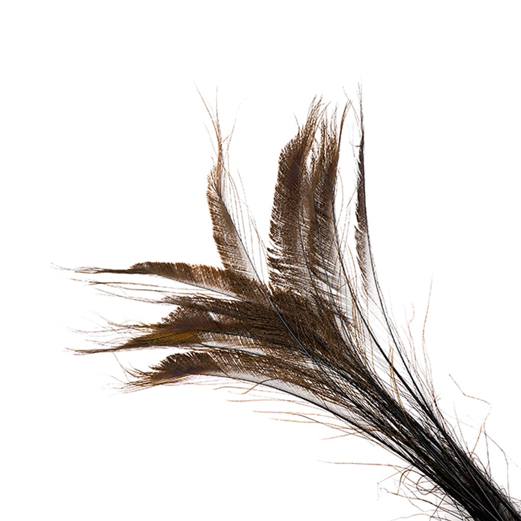 Peacock Swords Bleach Dyed - Brown - Feathers