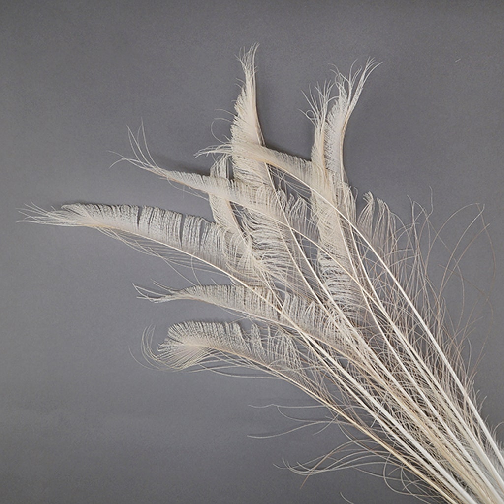 Peacock Swords Bleach Dyed - Ivory - Feathers