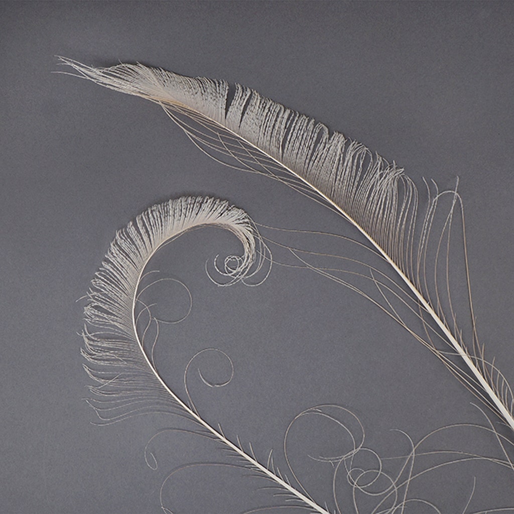 Peacock Swords Bleach Dyed - Ivory - Feathers