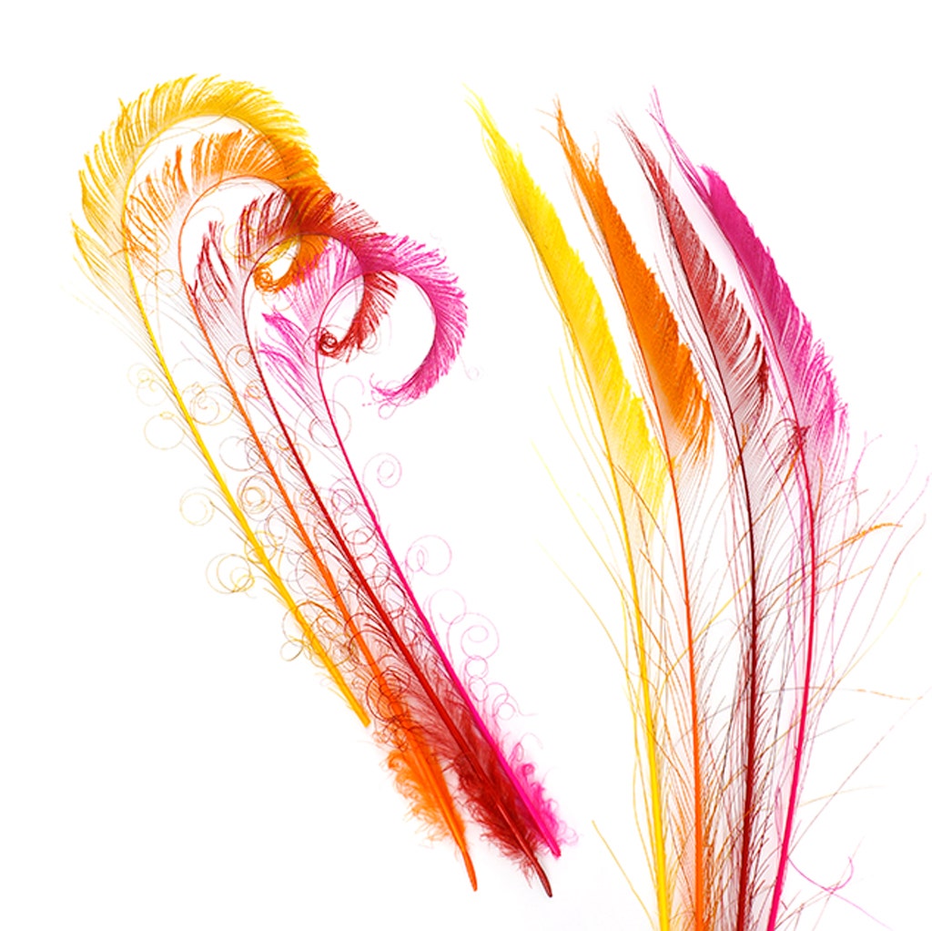 Peacock Swords Bleach Mix Dyed - Fiesta Mix - Feathers