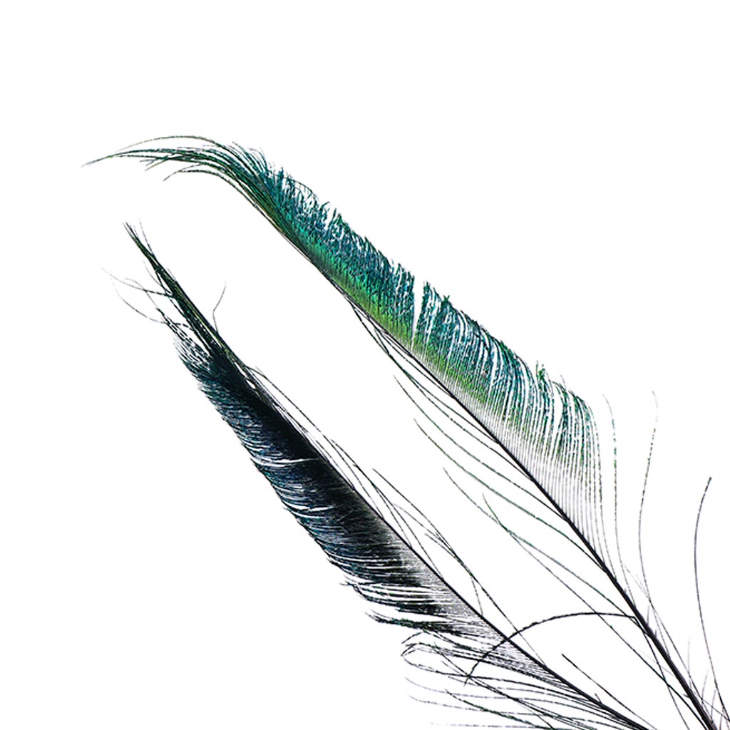 Peacock Swords Stem Dyed - Black - Feathers