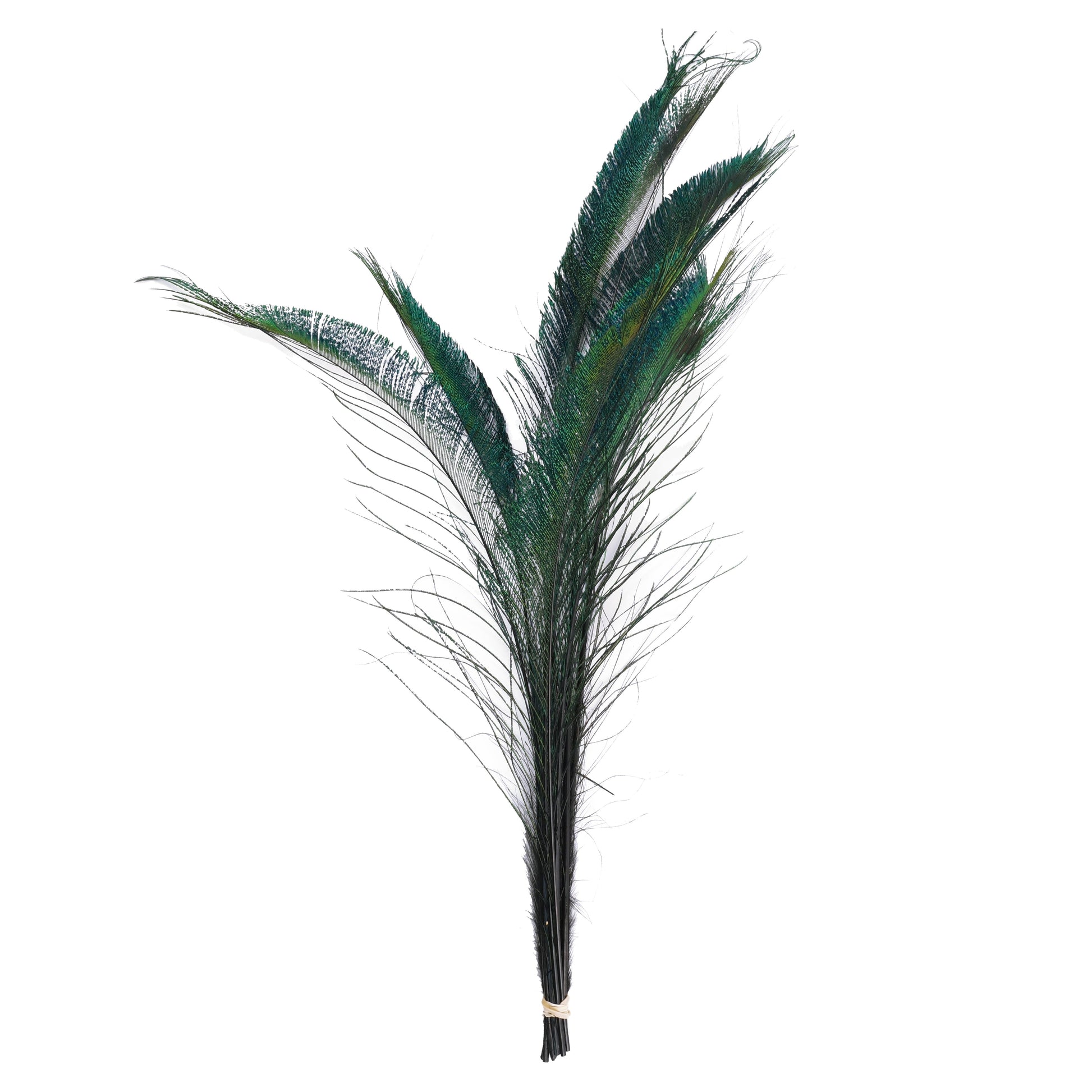 Peacock Swords Stem Dyed - Black - Feathers