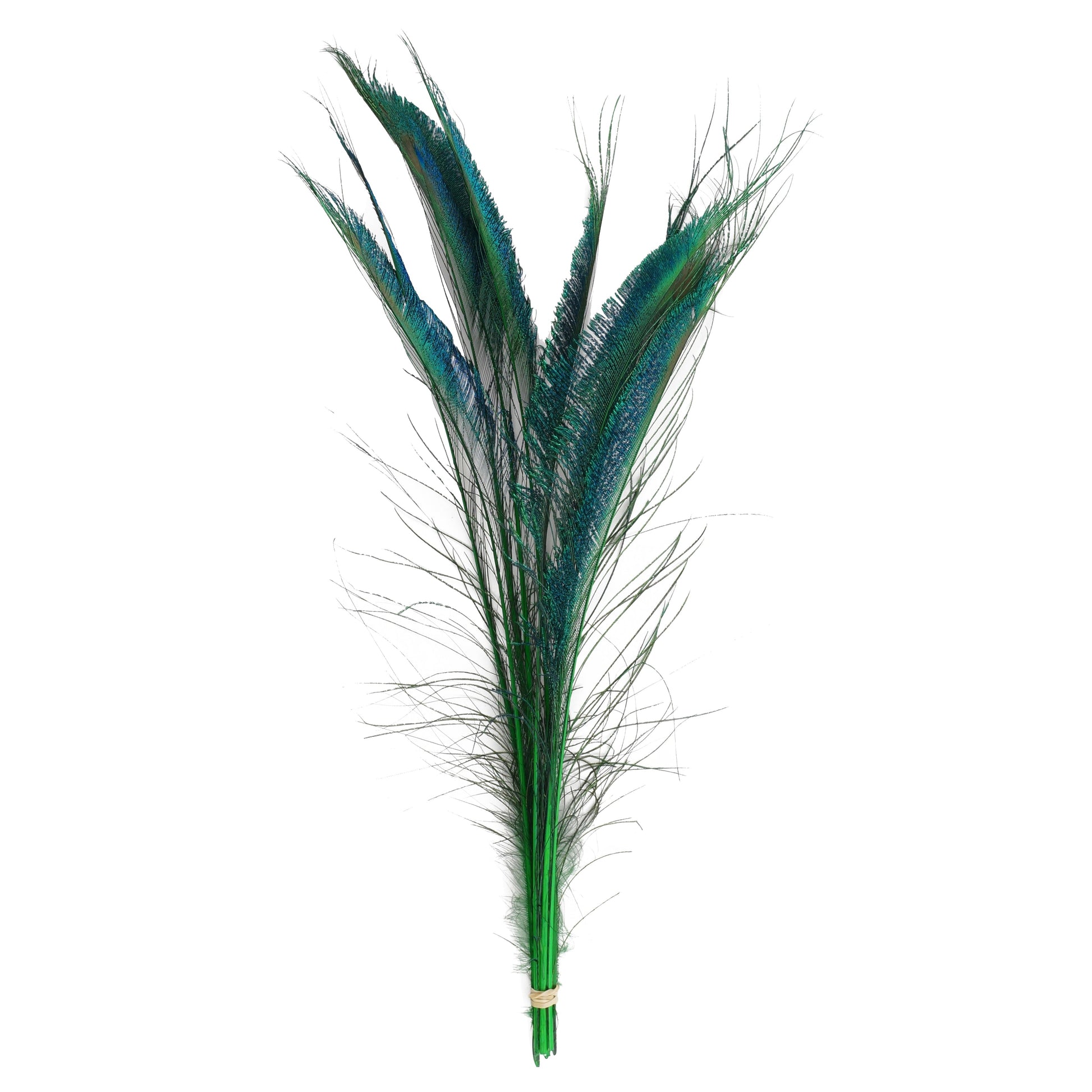 Peacock Swords Stem Dyed - Kelly - Feathers