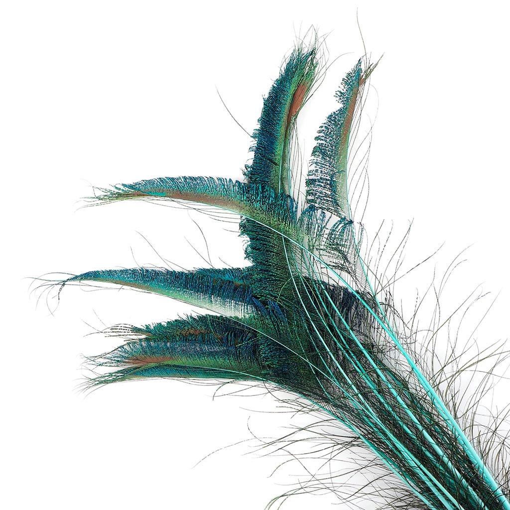 Peacock Swords Stem Dyed - Light Turquoise - Feathers