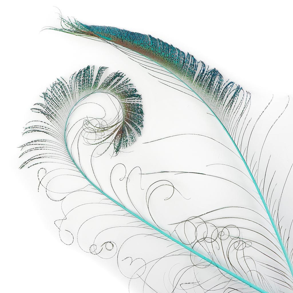 Peacock Swords Stem Dyed - Light Turquoise - Feathers