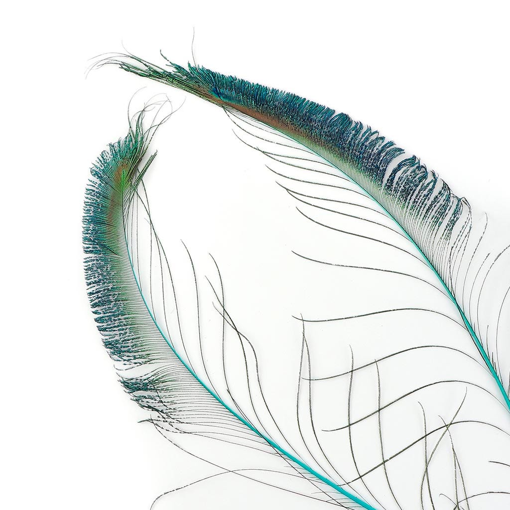 Peacock Swords Stem Dyed Light Turquoise - Feathers