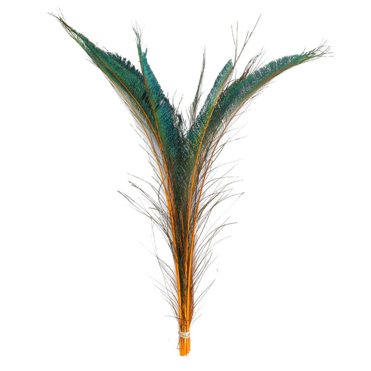 Peacock Swords Stem Dyed - Orange - Feathers