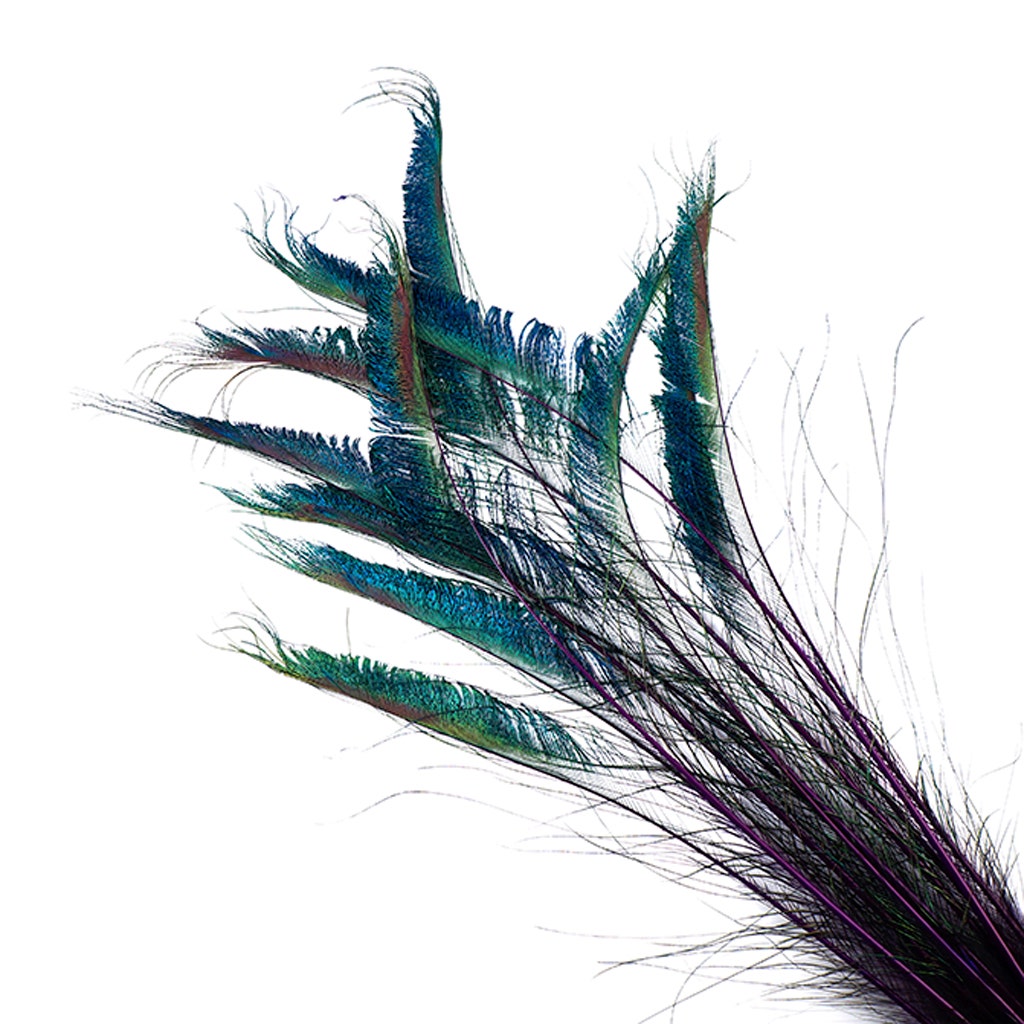 Peacock Swords Stem Dyed - Regal - Feathers