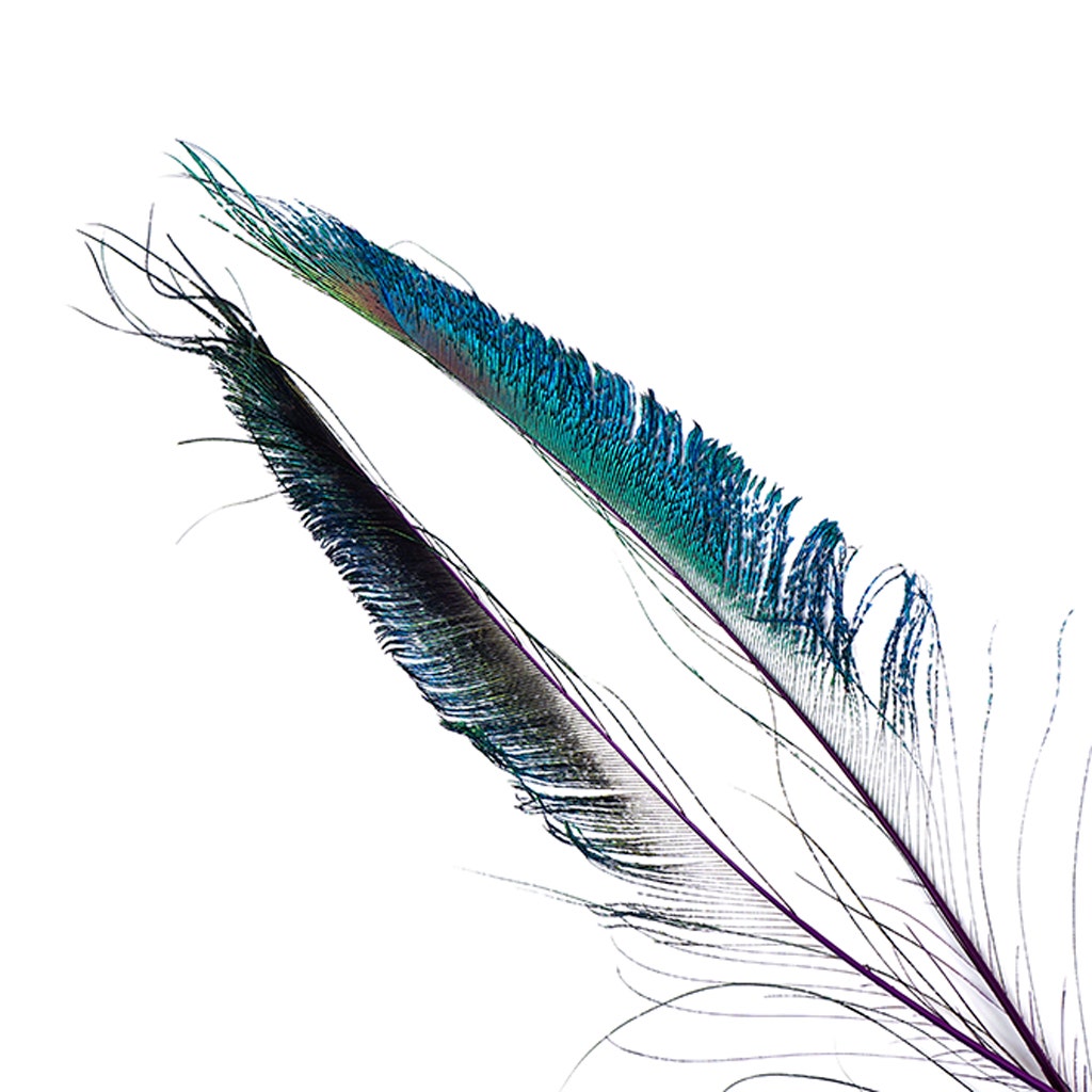 Peacock Swords Stem Dyed - Regal - Feathers