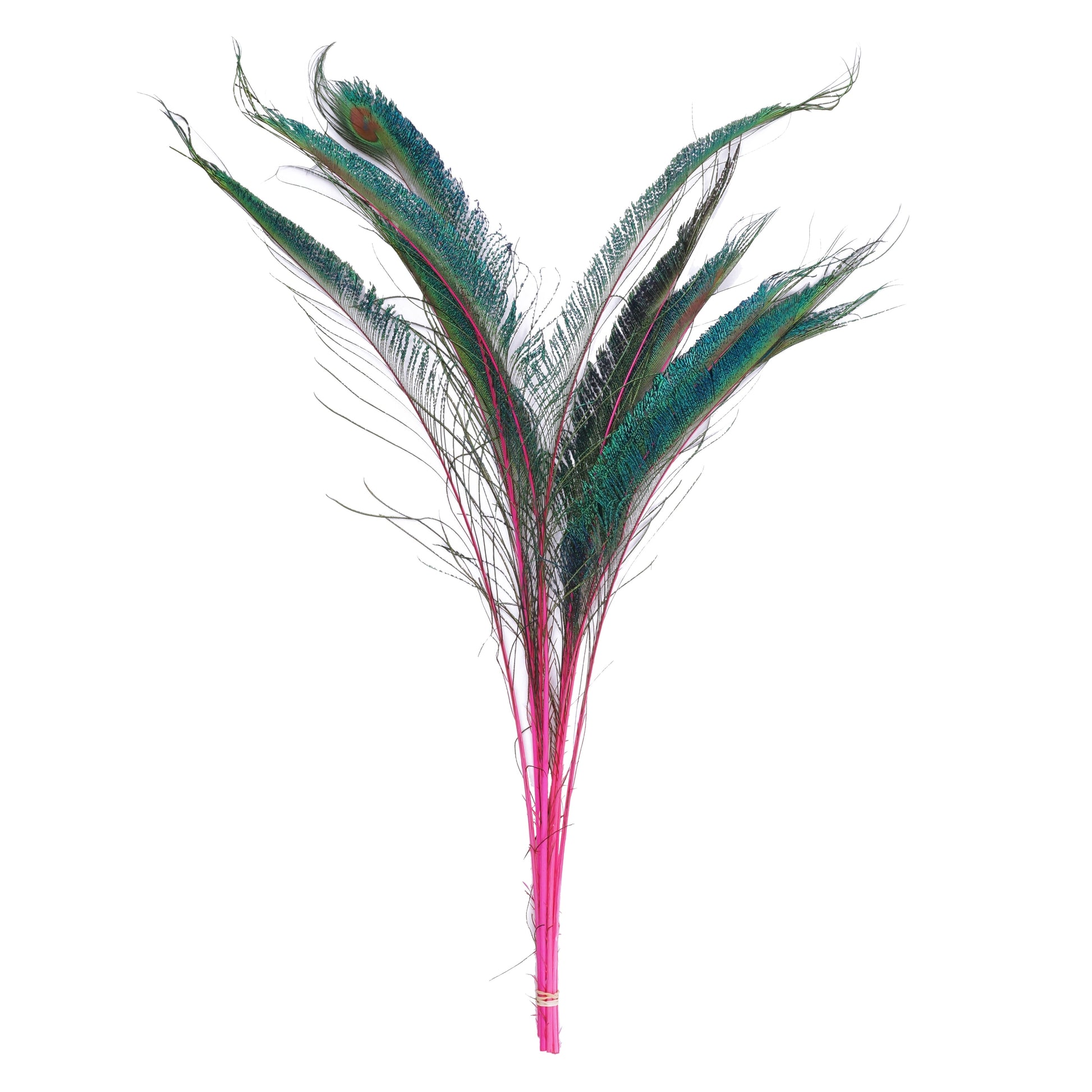 Peacock Swords Stem Dyed - Shocking Pink - Feathers