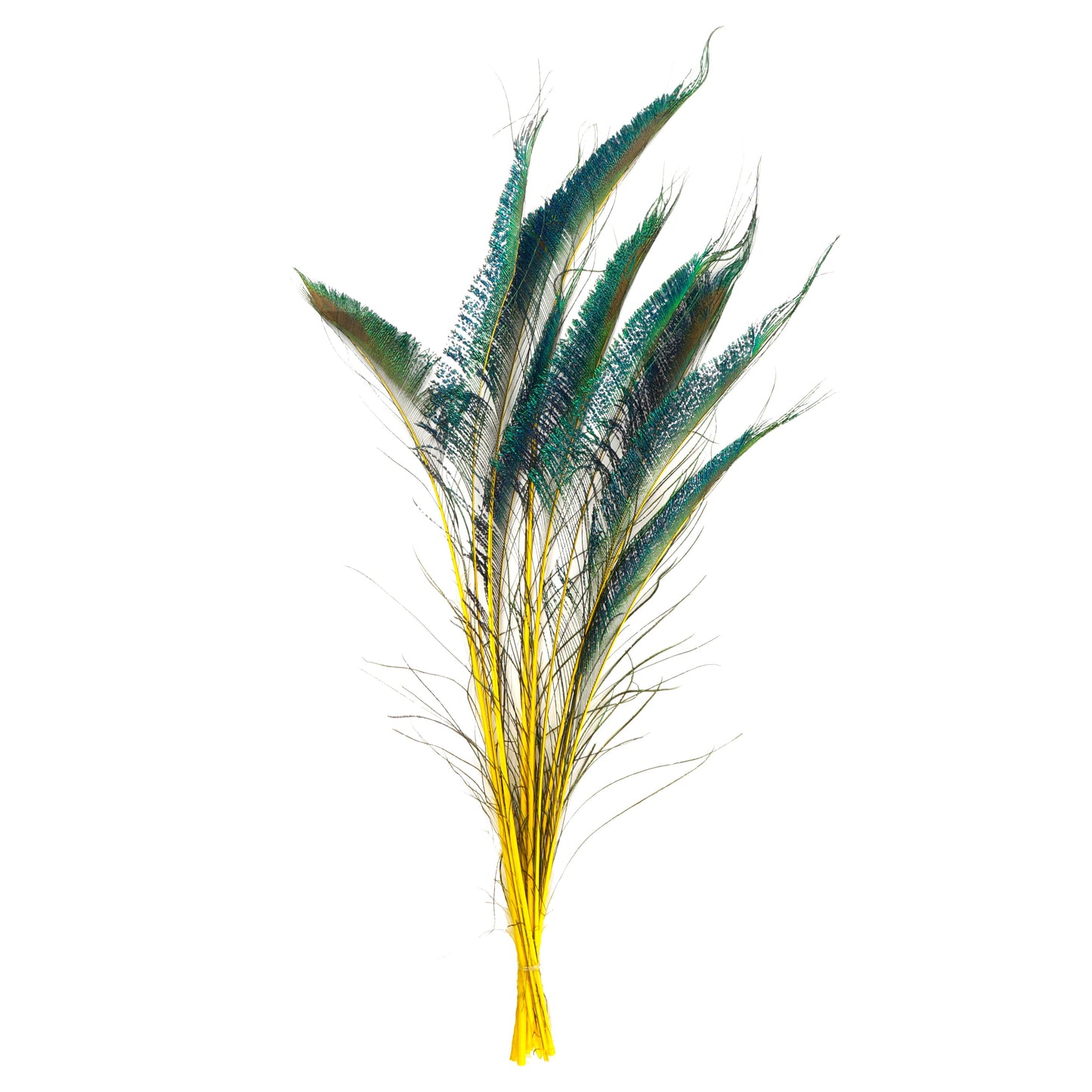 Peacock Swords Stem Dyed - Yellow - Feathers