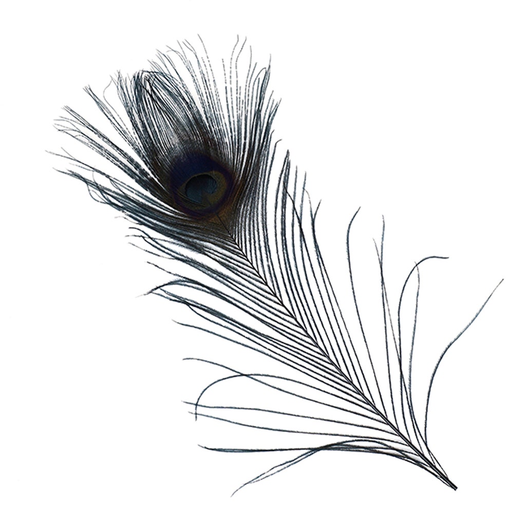 Peacock Tail Eyes Bleached and Dyed - 8-15” - 100 PC - Black - Feathers