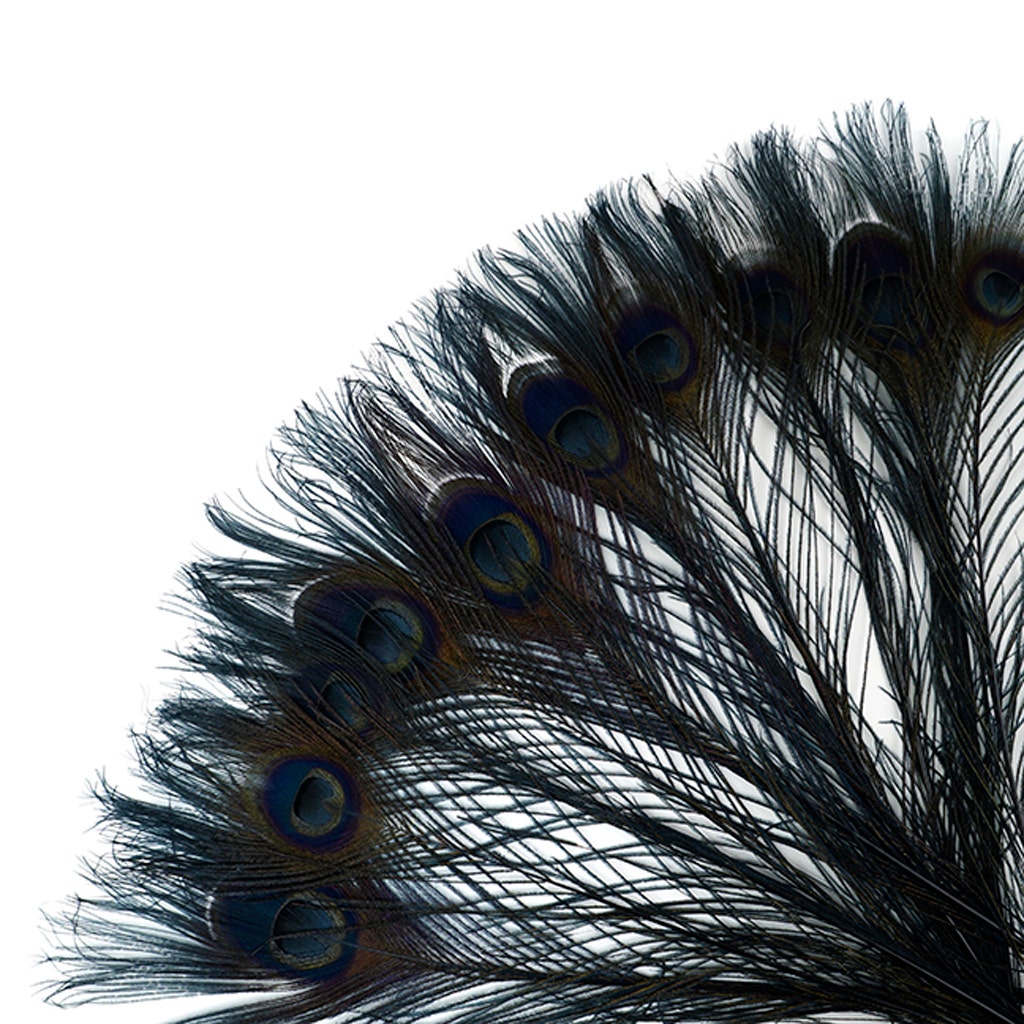 Peacock Tail Eyes Bleached and Dyed - 8-15” - 100 PC - Black - Feathers