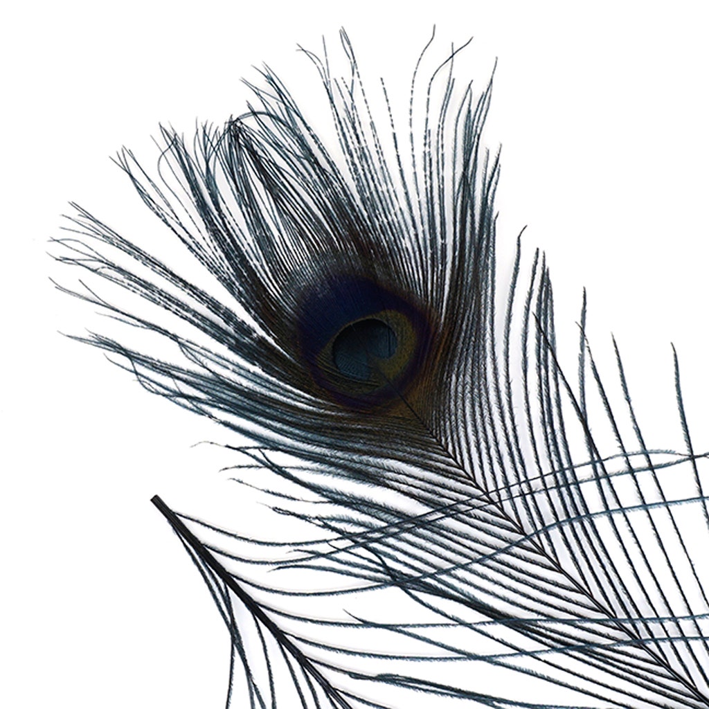 Peacock Tail Eyes Bleached and Dyed - 8-15” - 100 PC - Black - Feathers