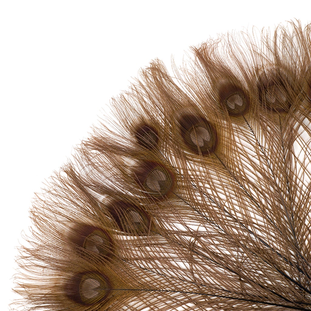 Peacock Tail Eyes Bleached and Dyed - 8-15” - 100 pc - Brown - Feathers