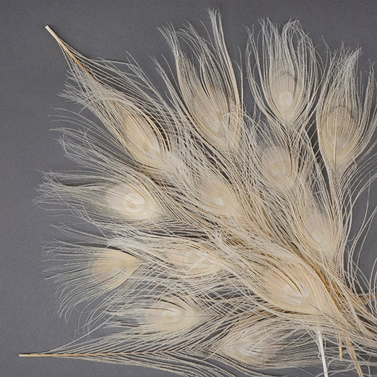 Peacock Tail Eyes Bleached and Dyed - 8-15” - 100 pc - Eggshell - Feathers