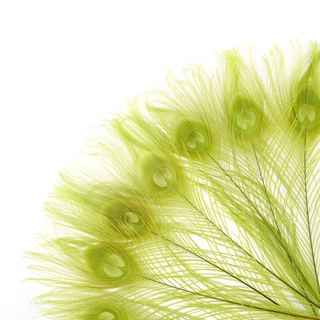 Peacock Tail Eyes Bleached and Dyed - 8-15” - 100 pc - Lime - Feathers