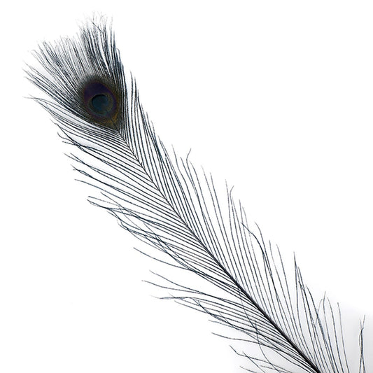 Peacock Tail Eyes Bleached/Dyed - 25-40 Inch - 10 PCS - Black - Feathers