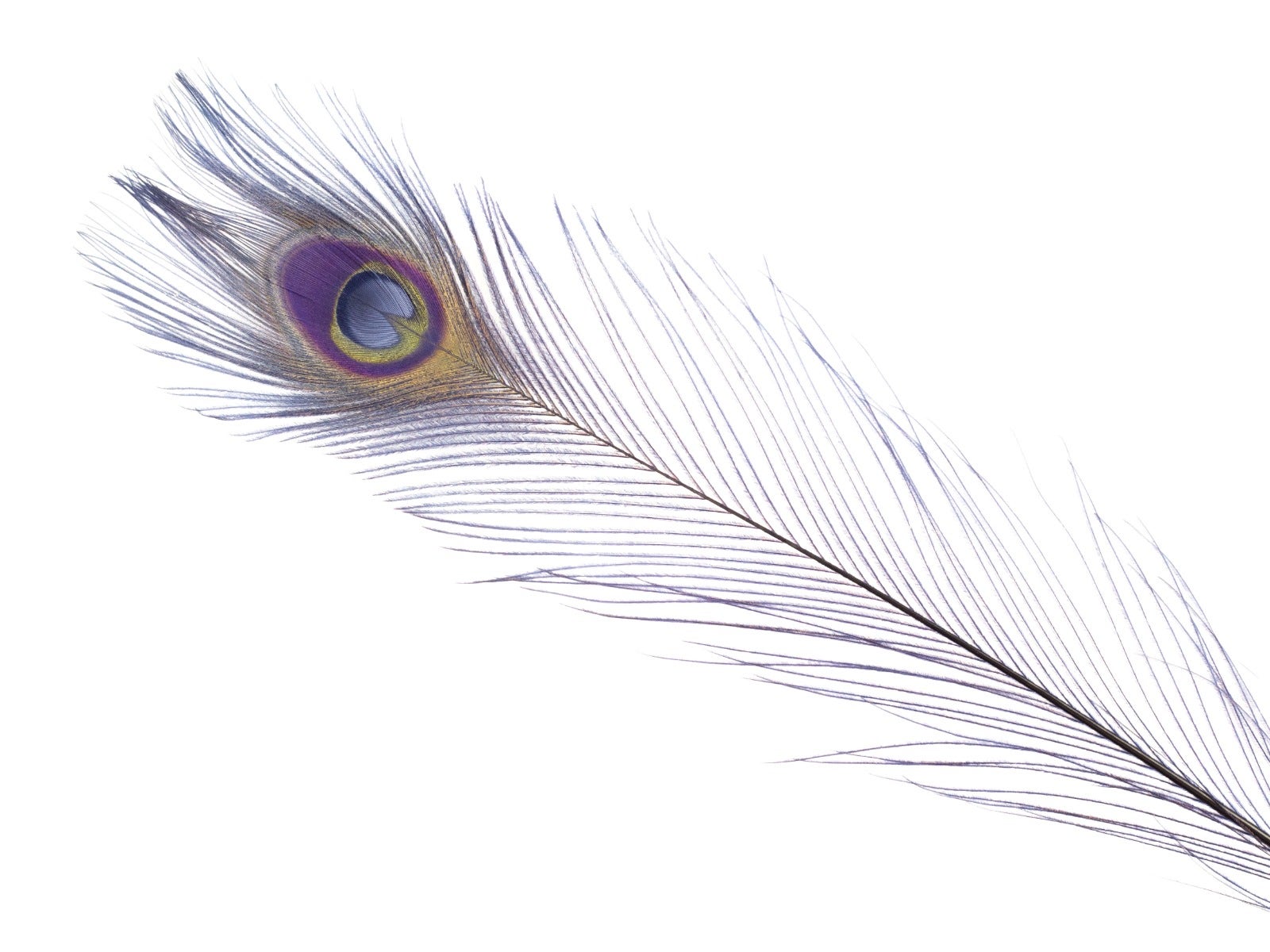 Peacock Tail Eyes Bleached Dyed Feathers - 25 - 40’’ -Navy - Feathers