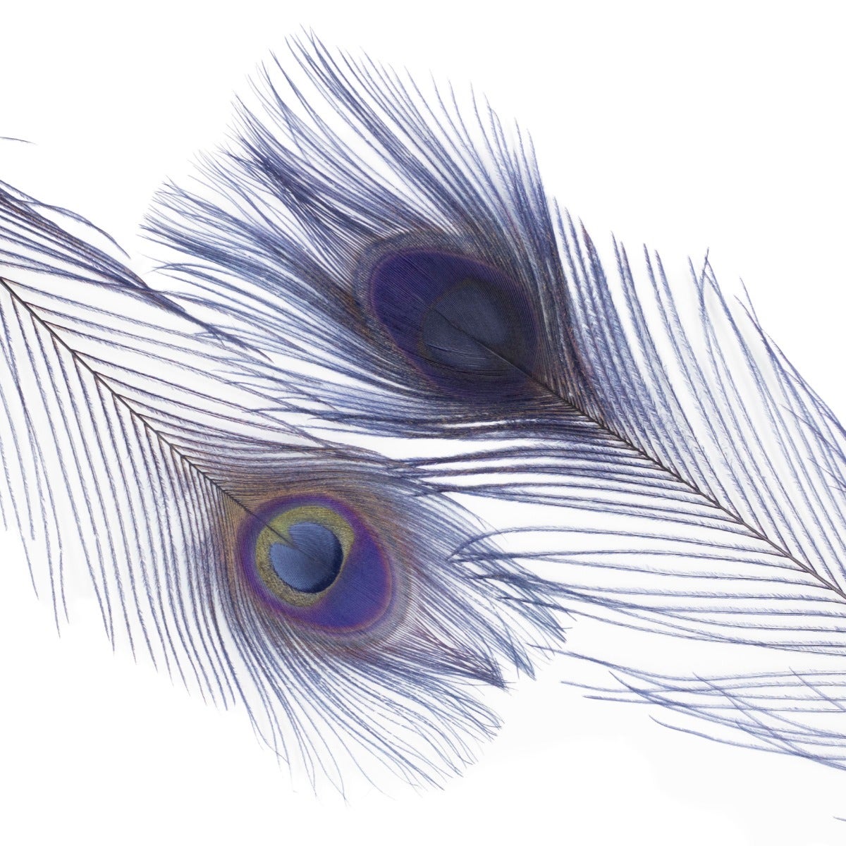 Peacock Tail Eyes Bleached Dyed Feathers - 25 - 40’’ -Navy - Feathers