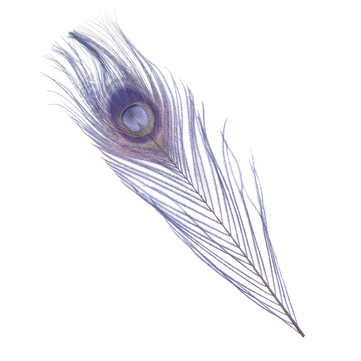 Peacock Tail Eyes Bleached Dyed Feathers - 8 -15’’- Navy - Feathers