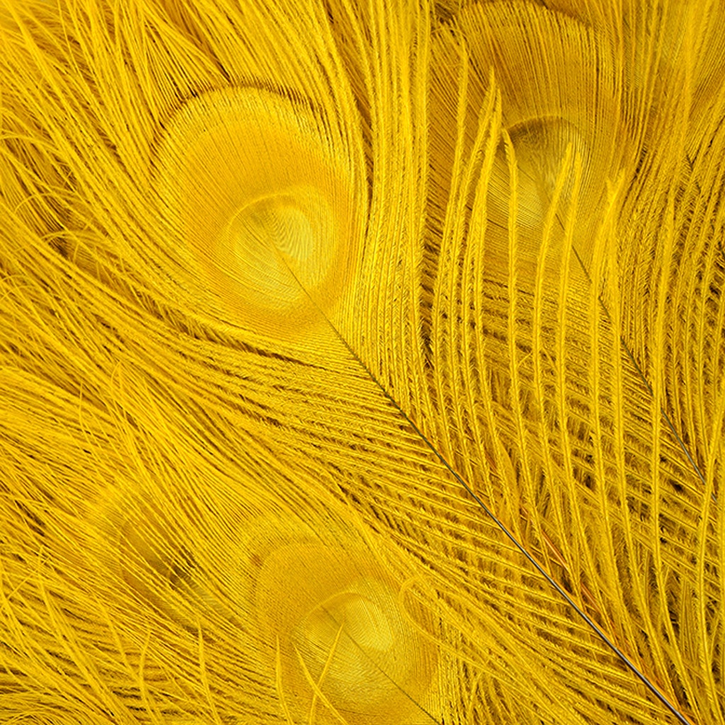 Peacock Tail Eyes Bleached Dyed - Gold - Feathers