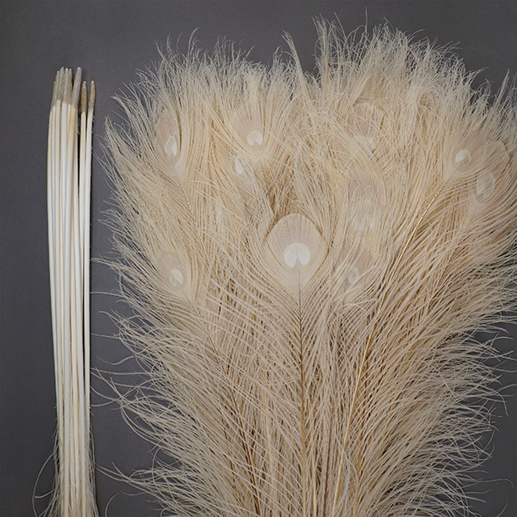 Peacock Tail Eyes Bleached Dyed - Ivory - 30 - 40’’ - Feathers