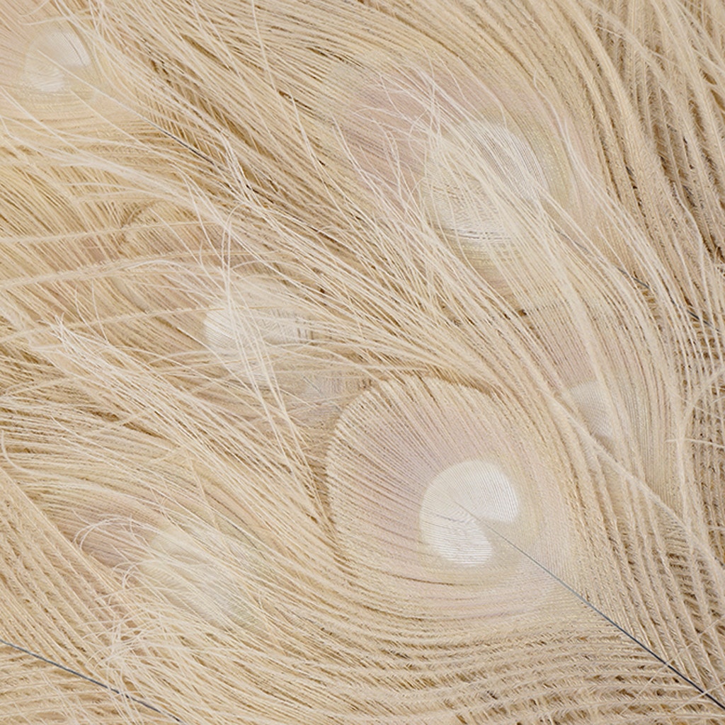 Peacock Tail Eyes Bleached Dyed - Ivory - 30 - 40’’ - Feathers