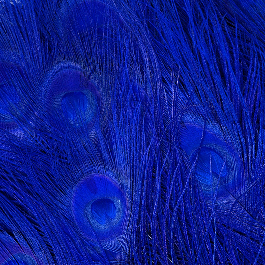 Peacock Tail Eyes Bleached Dyed - Royal - Feathers