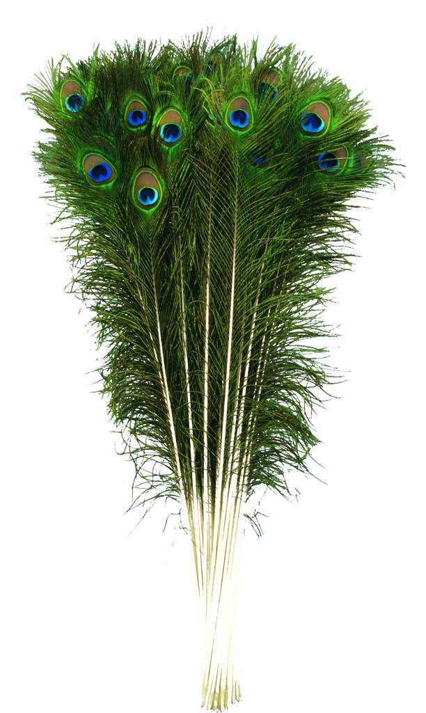 Peacock Tail Eyes Natural - 35 - 40’’ - Feathers