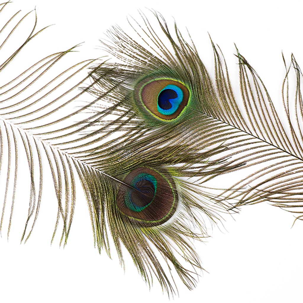 Peacock Tail Eyes Natural - 35 - 40’’ - Feathers