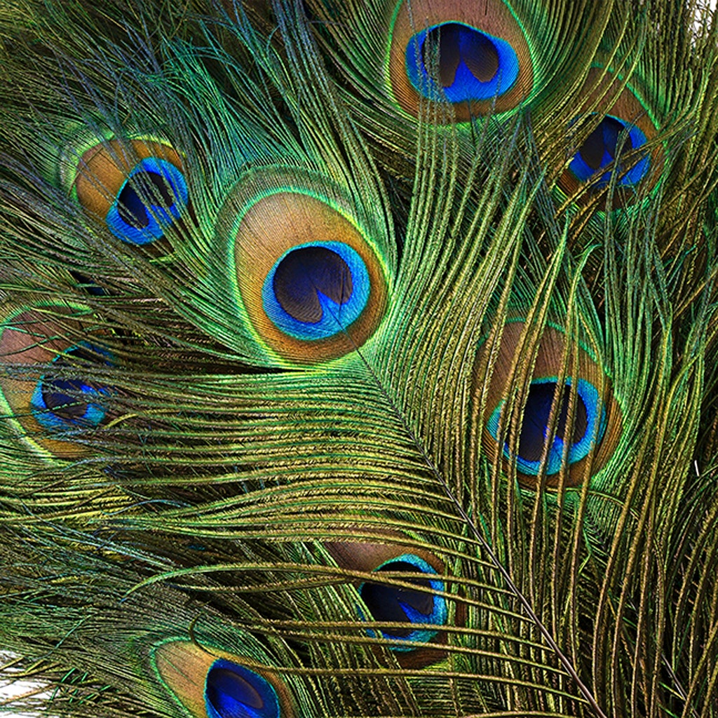 Peacock Tail Eyes Natural - 35 - 40’’ - Feathers