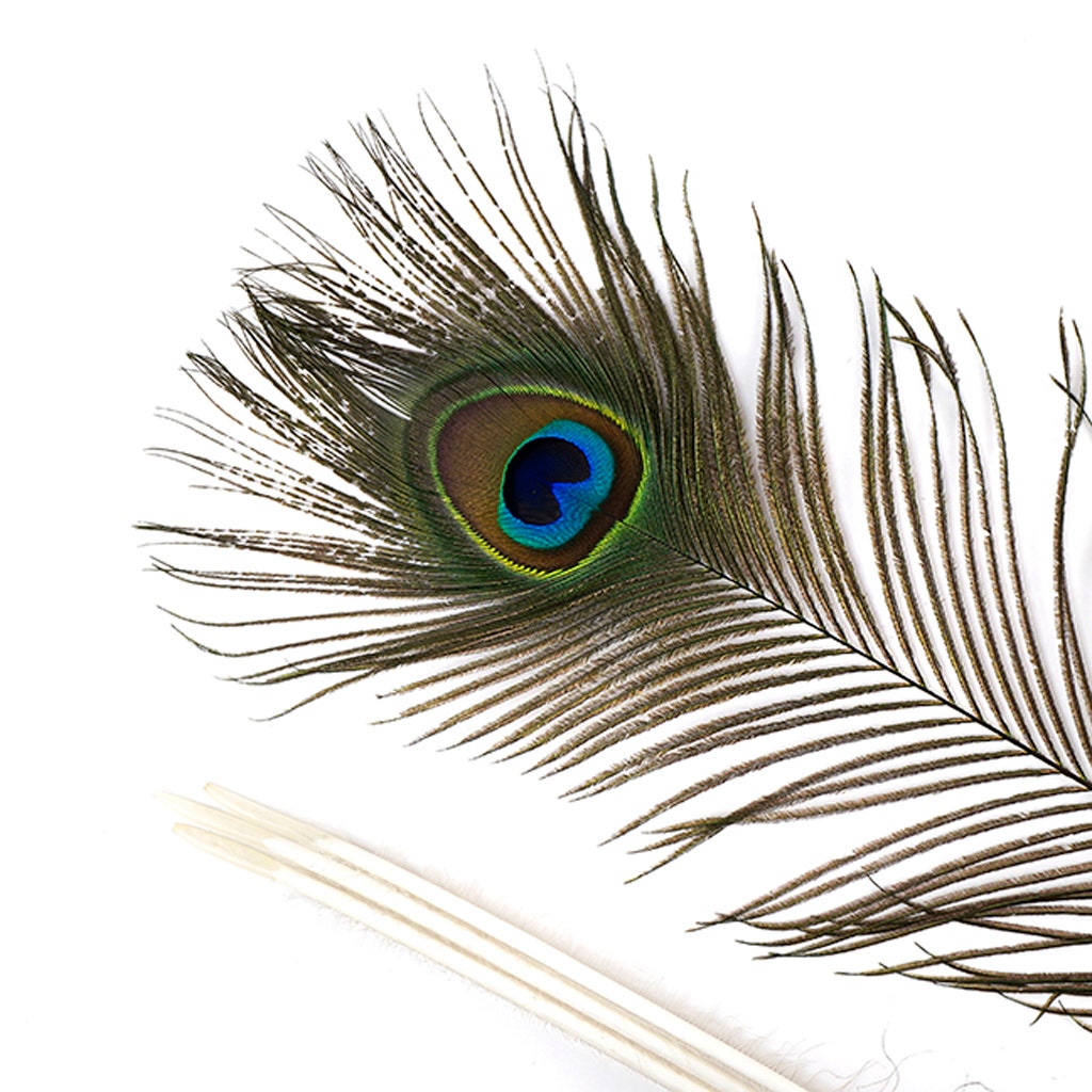 Peacock Tail Eyes Natural - 35 - 40’’ - Feathers