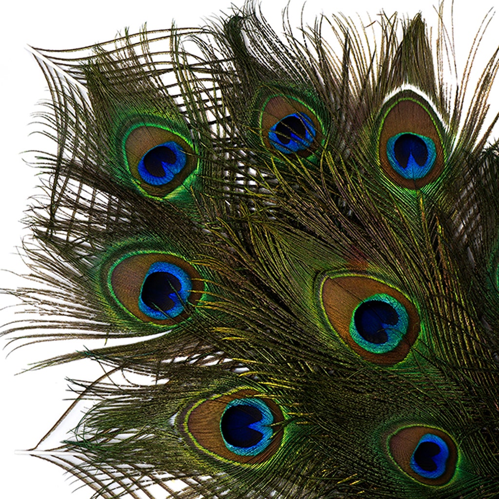 Peacock Tail Eyes Small and Large Natural - 8 -15’’ - Feathers