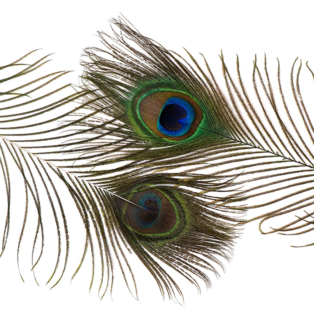 Peacock Tail Eyes Small and Large Natural - 8 -15’’ - Feathers