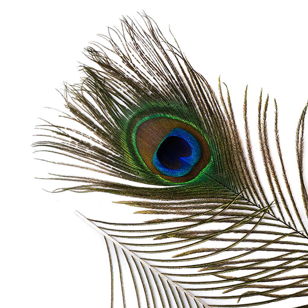 Peacock Tail Eyes Small and Large Natural - 8 -15’’ - Feathers