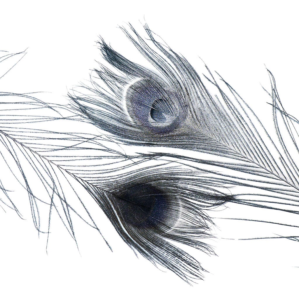 Peacock Tail Eyes Sprayed - Black/Silver Lurex - 30 - 40’’ - Feathers