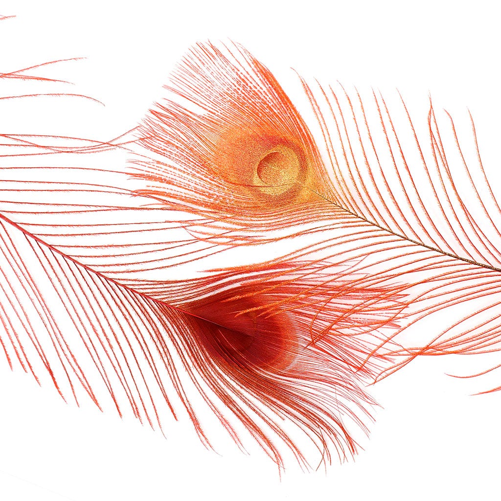 Peacock Tail Eyes Sprayed - Red/Gold - 30 - 40’’ - Feathers