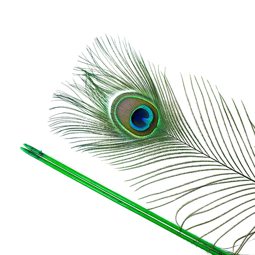 Peacock Tail Eyes Stem Dyed - 25-40 Inch - 100 PCS - Kelly - Feathers